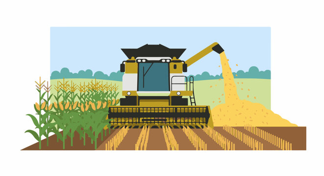 Yellow combine harvests corn in a field under a blue sky