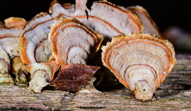 New Jersey. False Turkey-tail (Stereum ostrea), a colorful wood-decay fungus that thrives on dead hardwoods