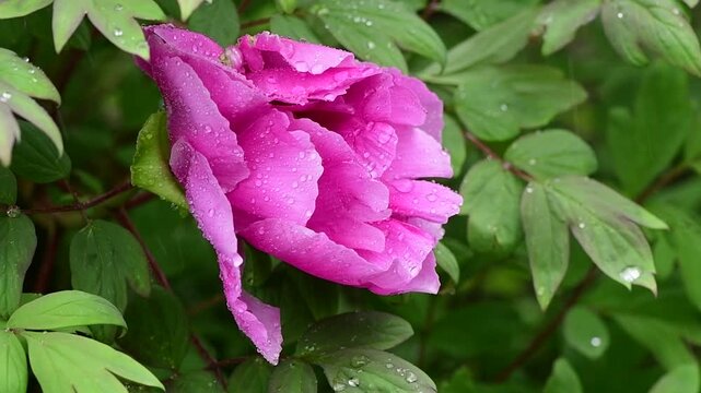 Close up macro video of peon flower under the rain slow motion 4k