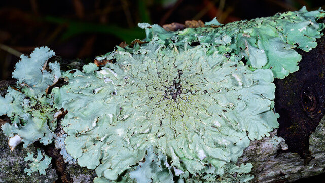 New Jersey. A Common Greenshield Lichen (Flavoparmelia caperata)
