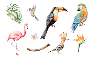 Fototapeta premium Set of tropical birds, frangipani, strelizia flower. Watercolor hand drawn hummingbird, pink flamingo, parrot macaw, toco toucan, hoopoe. Isolated illustration on transparent background. Perfect for