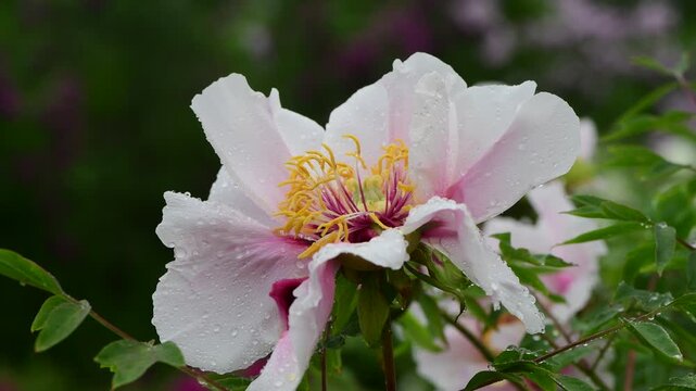 Close up macro video of peon flower under the rain slow motion 4k