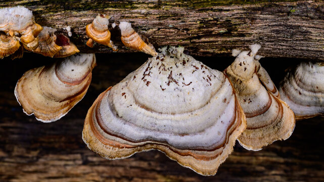 New Jersey. Turkey Tail (Trametes versicolor) or a very similar species