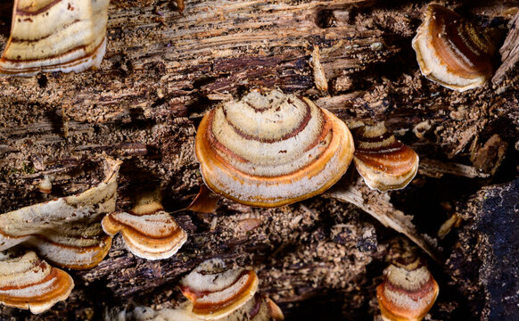 New Jersey. Turkey Tail (Trametes versicolor) or a very similar species