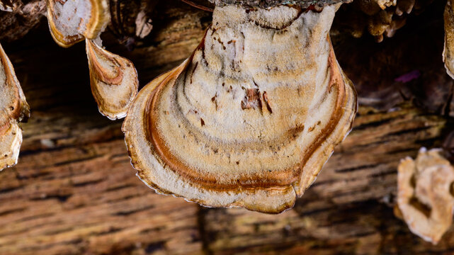 New Jersey. Turkey Tail (Trametes versicolor) or a very similar species