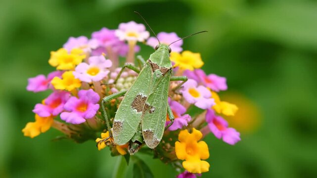 Two green grasshoppers are perched on colorful flowers, actively feeding in a bright garden. A lively setting filled with diverse blooms. Concept of gardening, nature, entomology