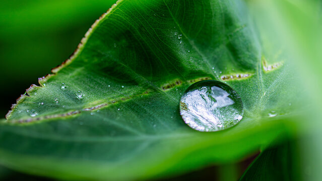 Environmental Responsibility Concept Water Droplet on Leaf Macro Sustainability and Corporate Green Practices Close Up Nature Detail