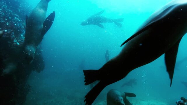 Group Of Playful Sea Lions Swimming Underwater In Clear Ocean Water