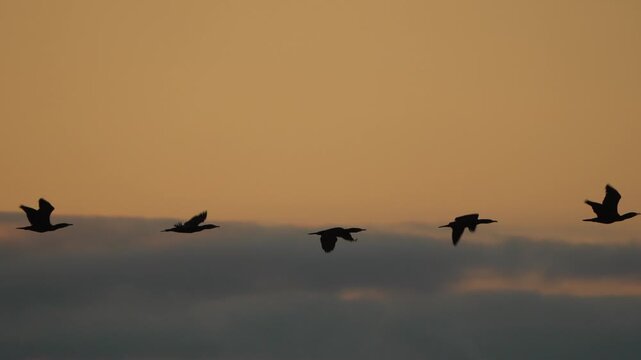 Birds flying sunset flock of migratory birds soaring through a beautiful golden sky at dusk during autumn migration