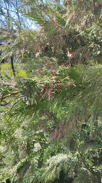 A bee flies over the branches of a conifer tree and the pollen disperses. A bee flies over the branches of a thuja and disperses pollen