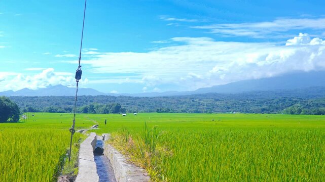 Water flowing through a concrete irrigation canal in a vast green paddy field with Mount Inerie under a cloudy blue sky in Flores, Indonesia.

