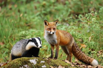 Fototapeta premium Red fox and badger stand together on mossy rock in forest green vegetation background. Animals in natural habitat, closeup view. Wildlife scene with wild mammals outdoor.