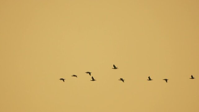 Birds flying migration flock of wild avian species moving in v formation across a warm golden sunset sky