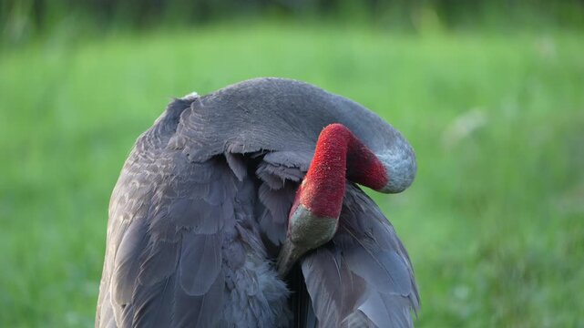 Eastern Sarus Crane in natural field of Thailand, Crane bird preening feathers plumage on green grass with curved red neck and grey plumage in natural wildlife habitat SEO searchable title