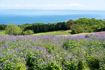 Obraz premium 兵庫県立公園あわじ花さじき