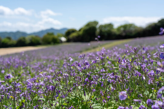 あわじ花さじき」の写真素材 | 696件の無料イラスト画像 | Adobe Stock