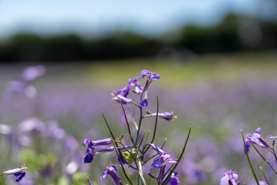あわじ花さじき」の写真素材 | 696件の無料イラスト画像 | Adobe Stock