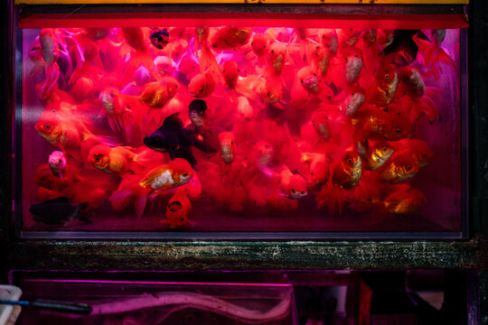 Crowded aquarium filled with vibrant red and black goldfish under bright red lighting