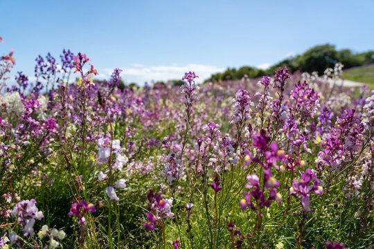 あわじ花さじき」の写真素材 | 696件の無料イラスト画像 | Adobe Stock