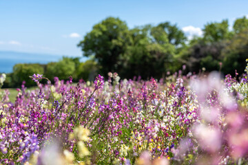Obraz premium 兵庫県立公園あわじ花さじき