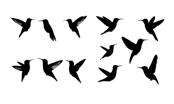 Flying hummingbird Silhouette Bundle PNG transparent background 