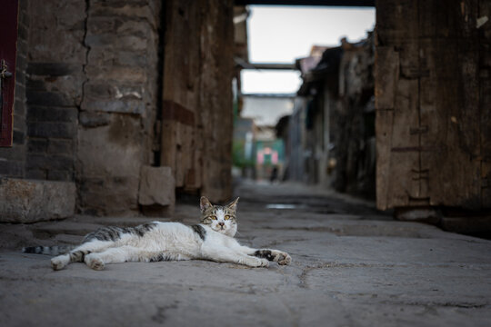 A domestic cat rests on the cobblestone street of an ancient Chinese alleyway