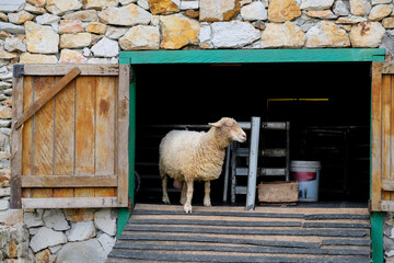 Close-up of a curious sheep with detailed curly wool texture on a rural farm © renipurnama