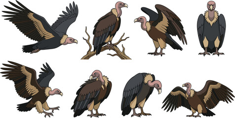 Naklejka premium Vulture Bird Cartoon Character Vector Set with Cute Wild Scavenger Illustrations in Various Poses like Flying, Perching, and Spreading Wings for Nature Designs