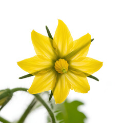 Obraz premium Closeup of a vibrant yellow tomato flower in full bloom against a white background.
