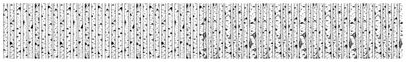 Birch tree trunks forest pattern in minimalist nature silhouette style © Camel