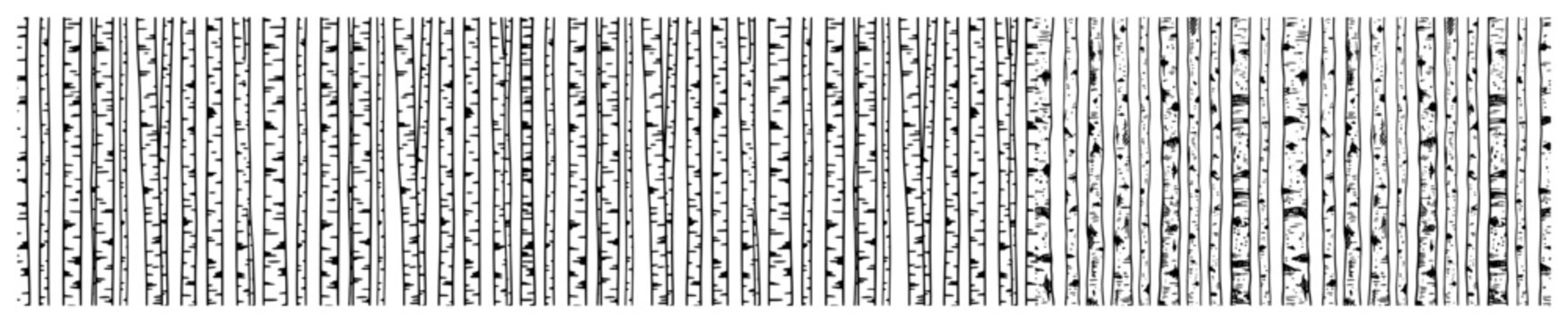 Birch tree trunks forming a dense forest pattern in minimalist black and white style