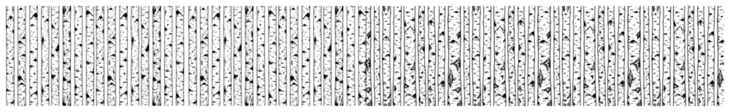 Birch tree trunks forest pattern in minimalist nature silhouette style