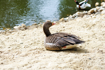 Brown goose resting on sandy shore near a pond © Iryna Miadzvedzeva