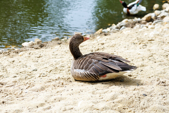 Brown goose resting on sandy shore near a pond