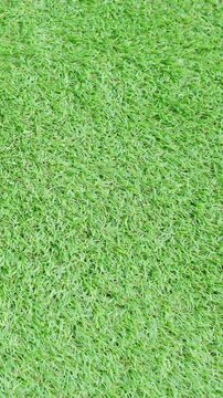 Men's hands holding a roll of artificial grass and installing it on a house. Artificial grass