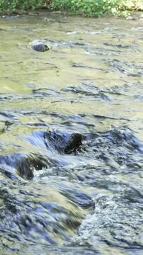 Mountain stream. Closeup of river water at sunset