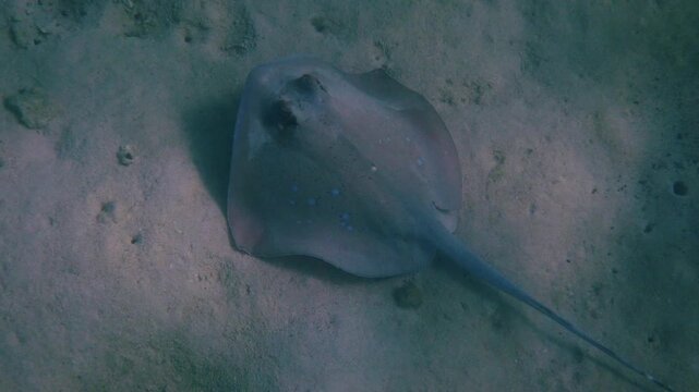 Malacca bluespotted maskray resting on sandy seabed, Neotrygon malaccensis camouflaged against sand, underwater marine biology study