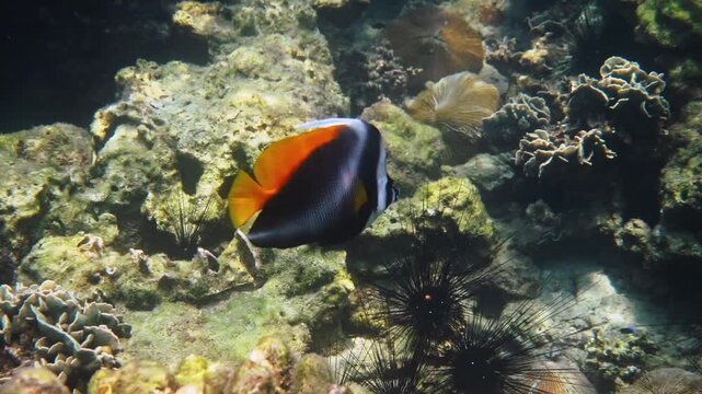 Singular bannerfish swimming, Heniochus singularius over tropical coral reef, marine biology and underwater nature background
