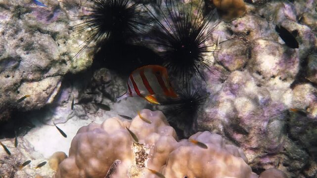 Copperband Butterflyfish swimming near coral, Chelmon rostratus foraging in tropical reef environment with sea urchins, marine biodiversity for underwater nature documentary