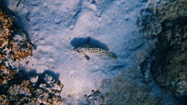 Longfin rockcod, Epinephelus quoyanus, swimming over sandy seabed near coral reef, natural marine life behavior, underwater documentary, no people.