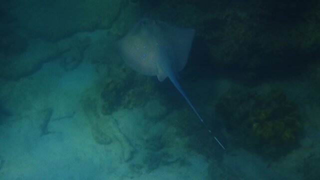 Malacca Bluespotted Maskray resting on sandy seabed, Neotrygon malaccensis in natural marine habitat, underwater coral reef environment, marine biology study