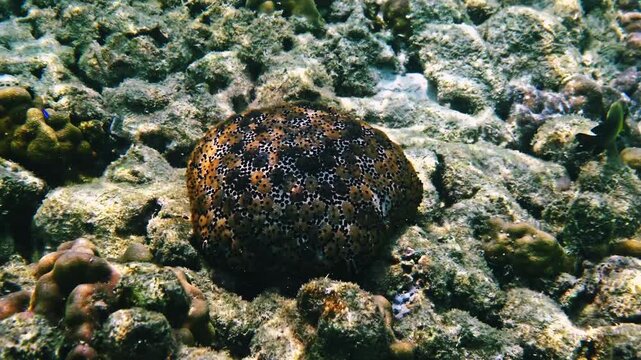 Spiny Cushion Star resting on coral substrate, Culcita schmideliana in natural reef habitat, marine biology education, underwater wildlife photography
