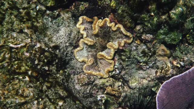Clark's anemonefish swimming among tentacles of sea anemone, Amphiprion clarkii, tropical coral reef habitat, underwater marine life documentary .