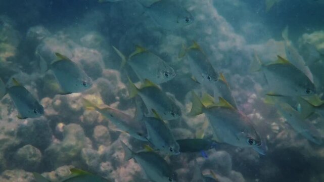 School of silver moonfish Monodactylus argenteus swimming over rocky coral reef, natural marine wildlife behavior in tropical ocean, underwater nature documentary.