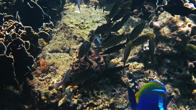 Tropical fish swimming over coral reef, marine life in natural habitat, underwater ocean environment, documentary . Diverse species including parrotfish and surgeonfish in ecosystem.