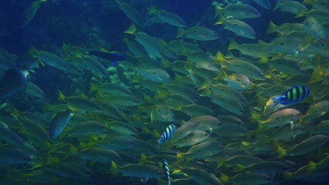Bluestripe snapper fish schooling and swimming through coral reef, Lutjanus kasmira in blue ocean water, marine wildlife behavior, nature documentary.