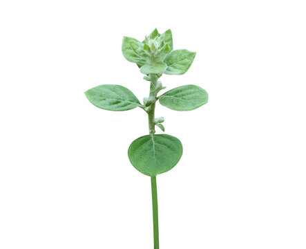 Aerva lanata or mountain knotgrass plant with flower buds isolated on a white background