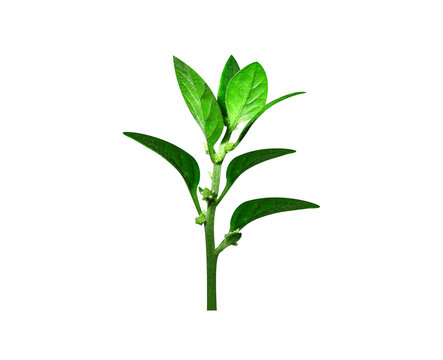 Aerva lanata or mountain knotgrass plant with flower buds isolated on a white background