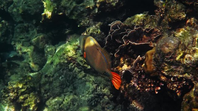 Orangestripe Triggerfish, Balistapus undulatus, swimming through coral reef crevice with sea urchins, tropical marine life behavior, underwater nature documentary.
