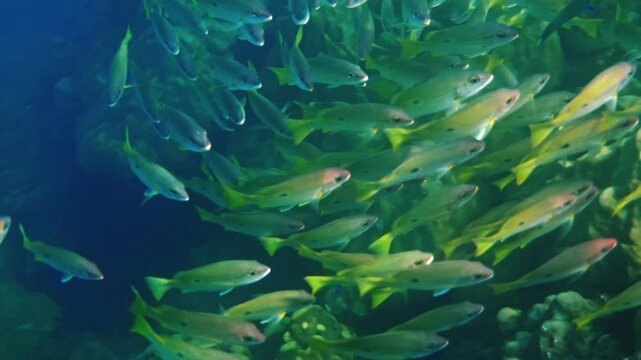 School of yellowtail snapper fish swimming together in blue ocean water, Lutjanus kasmira, marine life behavior near coral reef, underwater nature documentary.
